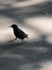 Sturnus vulgaris