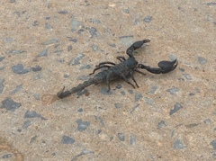 Heterometrus silenus