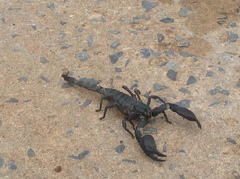 Heterometrus silenus