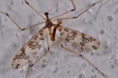 Mischoderus annuliferus