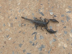 Heterometrus silenus