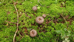 Lactarius mammosus