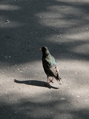 Sturnus vulgaris