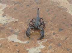 Heterometrus silenus