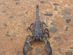 Heterometrus silenus