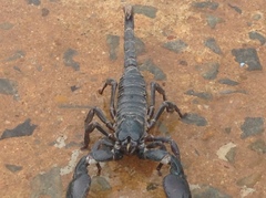 Heterometrus silenus