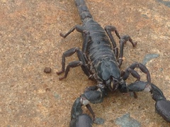 Heterometrus silenus