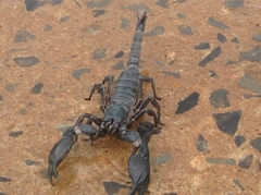 Heterometrus silenus