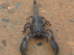 Heterometrus silenus