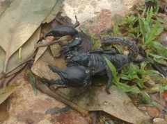 Heterometrus silenus