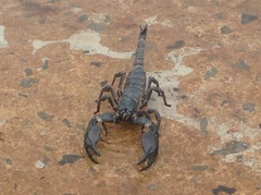 Heterometrus silenus