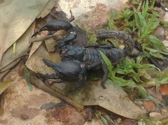 Heterometrus silenus