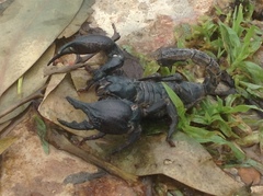 Heterometrus silenus