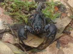 Heterometrus silenus