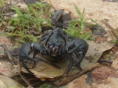 Heterometrus silenus