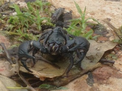 Heterometrus silenus