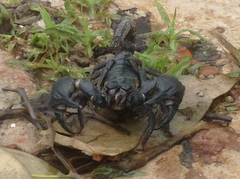 Heterometrus silenus