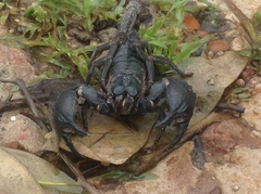 Heterometrus silenus