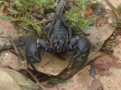 Heterometrus silenus