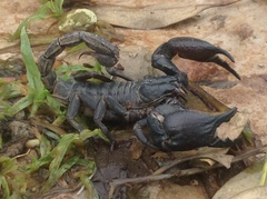 Heterometrus silenus