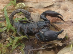 Heterometrus silenus