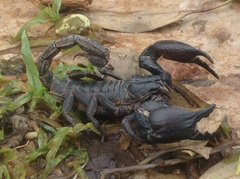 Heterometrus silenus