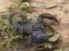 Heterometrus silenus