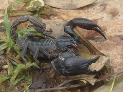 Heterometrus silenus