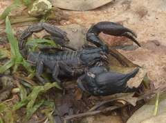 Heterometrus silenus