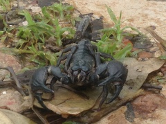 Heterometrus silenus