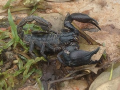 Heterometrus silenus