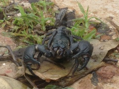 Heterometrus silenus