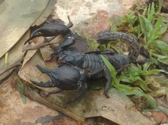 Heterometrus silenus