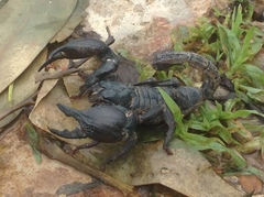 Heterometrus silenus