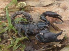 Heterometrus silenus