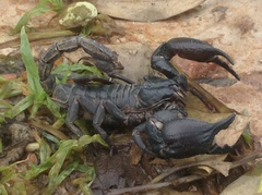 Heterometrus silenus