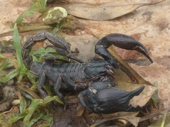 Heterometrus silenus