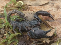 Heterometrus silenus