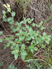 Scutellaria caucasica