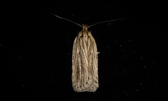 Agonopterix umbellana