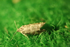 Epinotia tedella
