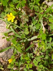 Oxalis corniculata