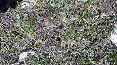 Pterostichus flavofemoratus