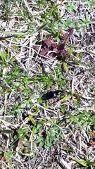 Pterostichus flavofemoratus