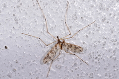 Mischoderus annuliferus