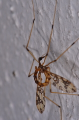 Mischoderus annuliferus