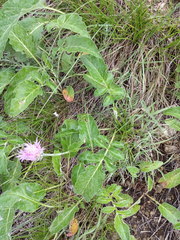 Psephellus caucasicus