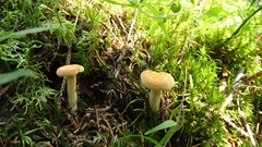 Hydnum rufescens