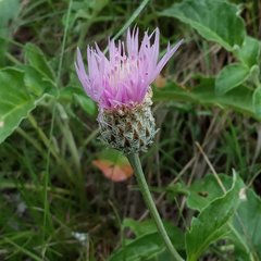 Psephellus caucasicus