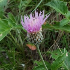 Psephellus caucasicus